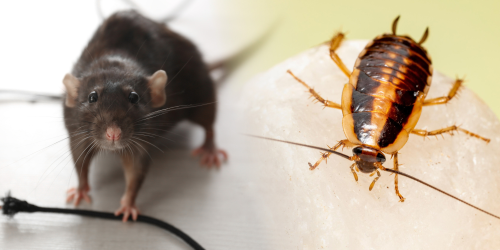Gli Animali più Comuni in Casa d’Inverno