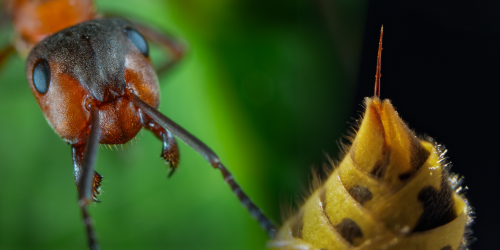 Gli insetti pungono o mordono?