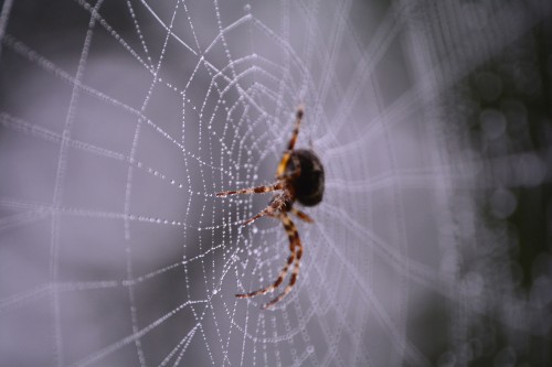 I ragni: fastidiosa presenza nelle nostre case
