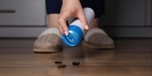 Infestazioni: insetticidi o disinfestazione?