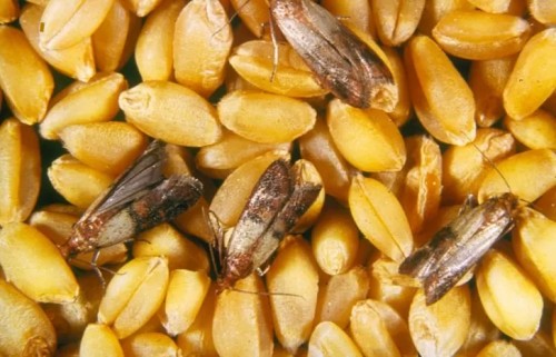Le tarme alimentari in cucina, prevenzione e convivenza