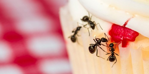 Mangiare all’aperto: come limitare gli insetti