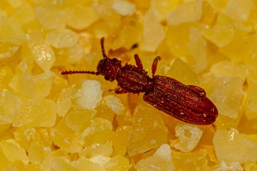 Parassiti degli alimenti, attenzione al Silvano dentellato