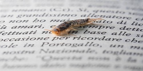 Pesciolini d’argento: cosa sapere