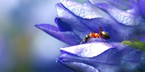 Primavera: animali infestanti e utili alla natura