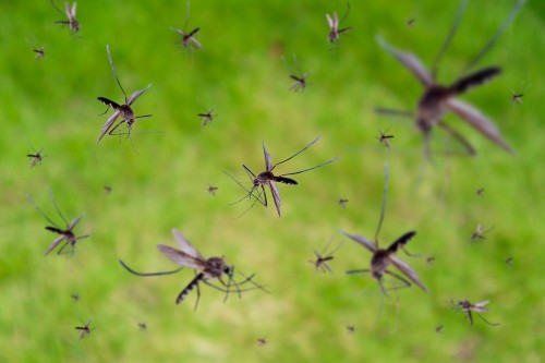 Quali sono le zanzare più pericolose e come proteggersi
