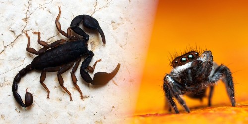 Ragni e Scorpioni: Alleati Fraintesi