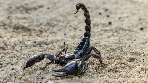 Scorpioni in casa, una convivenza difficile ma utile