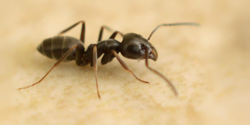 Supercolonie di Tapinoma magnum: la nuova minaccia