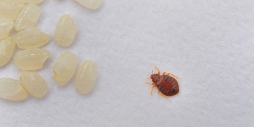 Tutto quello che devi sapere sulle cimici dei letti