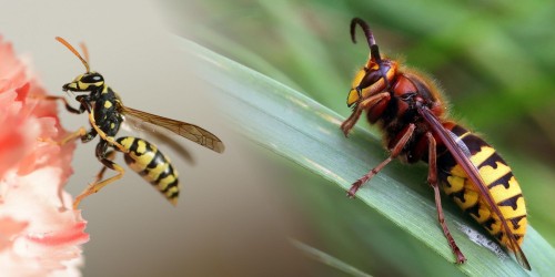 Vespe o calabroni? Perché è utile riconoscerli