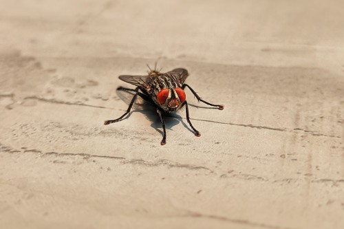Come allontanare le mosche con i rimedi naturali
