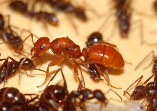 Il mondo affascinante delle formiche