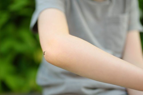Quali sono le zanzare più pericolose e come proteggersi dalle punture