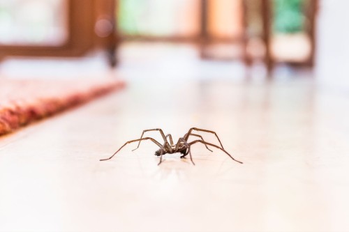 Ragno comune, fastidiosa presenza nelle case