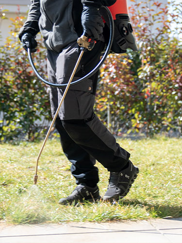 Quando chiamare un disinfestatore professionista