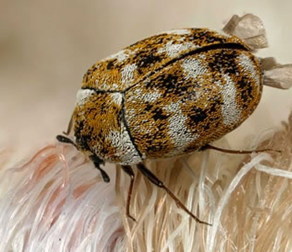 Antreno
