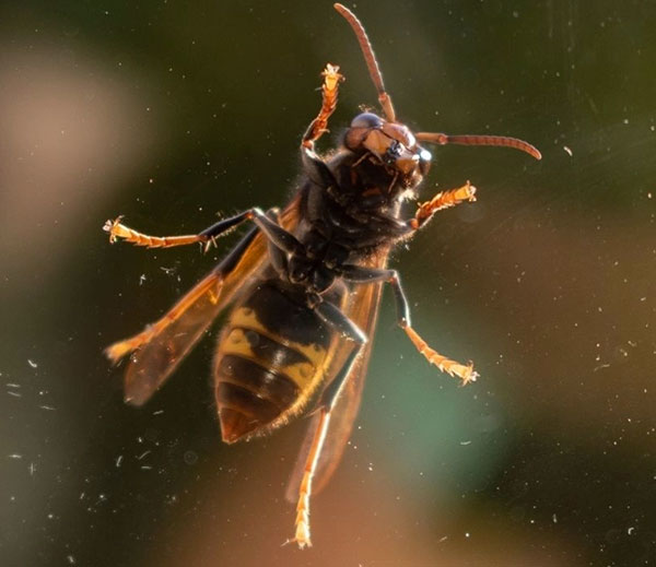 Calabrone asiatico