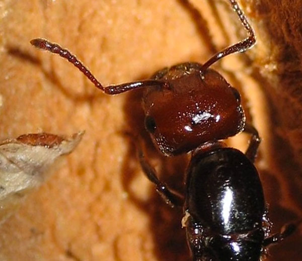 Formica del legno