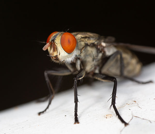Mosca domestica