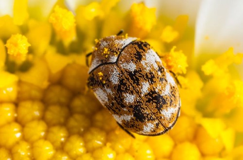 Antreno