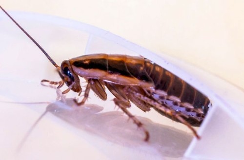 Blatta germanica