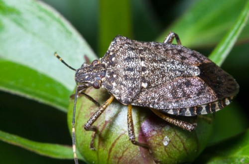 Cimice asiatica