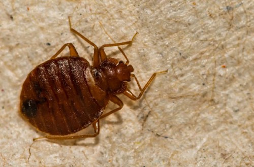 Cimici dei letti