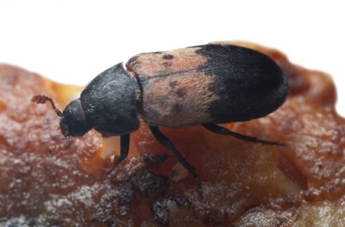 Dermeste del lardo