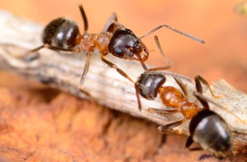 Formica comune