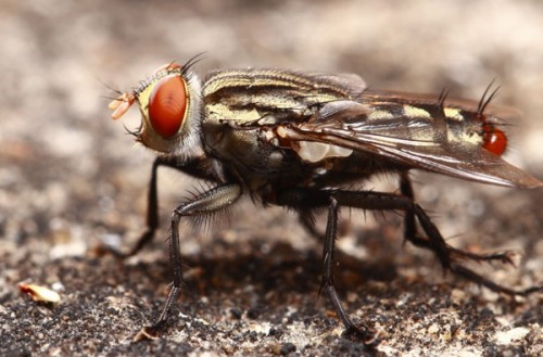 Mosca domestica