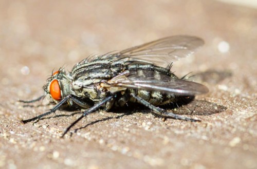 Mosca grigia