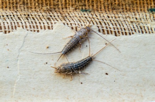 Pesciolini d'argento