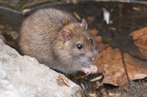 Ratto grigio