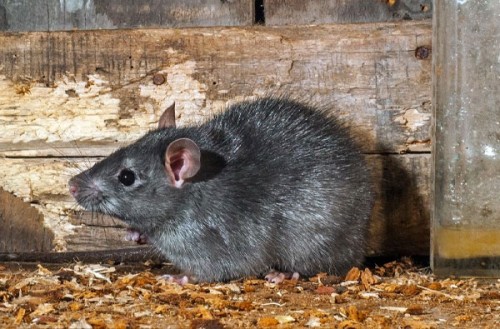 Ratto nero
