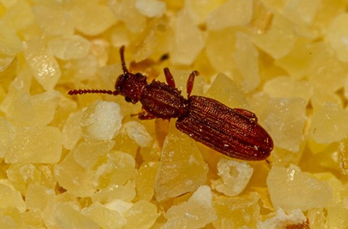 Silvano dentellato