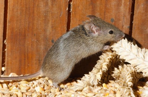 Topo domestico