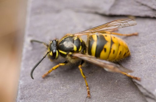 Vespa germanica